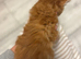 Beautiful British long / hair kittens