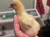 Baby chickens