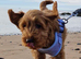 Cockapoo puppies  "Ready now"