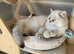 GCCF British Shorthair Male - Chocolate Golden Point