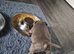 Staffordshire bull terrier pups