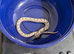 Baby hognoses