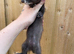 Eu x black small type 14weeks old