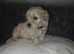 Poochon puppies