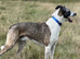 Collie x whippet stud