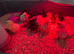 USA bearded bantam silkie chicks and bantam pekin
