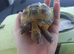 Baby tortoise with complete set up he is still very tiny