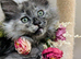 Lyra & Lucifur our last 2 Maine coon ragdoll kittens full of fun ready to be adored