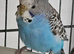 Beautiful pair split face budgies