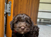10 week old Cockapoo looking for a new forever home