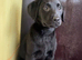 Female lab