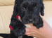 Beautiful Cockapoo puppies