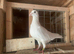 Stock breeding pair of White racer racing pigeons