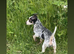 1 Jack Russels