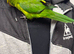 Talking lorikeet just under a year old for sale