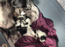 Shih Tzu only 1 Boy left ( Freddie )