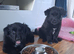 1 GIRL AVAILABLE shollie puppies