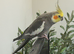Lovely Male & Female Cockatiel Pair &ndash; Semi-Tame