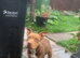American bully