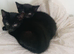 Black sliky kittens