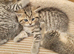 Adorable Chinchilla Scottish Fold kittens