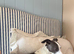 Reluctant rehoming whippet x Italian greyhound