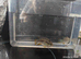 Breeding pair of dwarf flag acaras