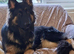 Kennel Club German Shepherd Puppies