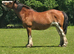 14.3/15 h cob mare