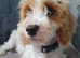 Cavapoo Puppy Girl