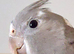 5 hand reared tame Whitefaced cockatiels with dna