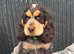 KC registered Show Type Cocker Spaniel Pups DNA tested