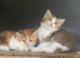 Adorable TICA Registered Munchkin Kittens