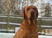 10 Fox red Labrador puppies