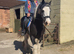 BOMBPROOF 15.1hh 17 years young cob