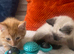3 Left . beautifull kittens!! Ready Now !