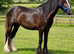 Outstanding 2yrs filly to make 15h plus