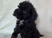 F1bb cockapoo puppies 1 left fully vaccinated