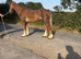 Chestnut filly