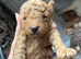 Poochon Puppies