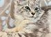 Gorgeous Mainecoon kittens large cat ready now