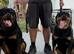Rottweiler pups for sale