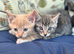 Beautiful British shorthair cross kittens for sale