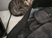 Maine coon x sphynx