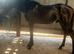yearling colt connemara, brown/ chocolate dun