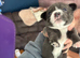 1 beautiful female Chihuahua puppy.