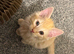 Custard the kitten