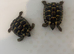 2x Herman tortoise