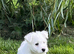Adorable west highland terrier puppy