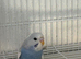 Baby budgies for sale!